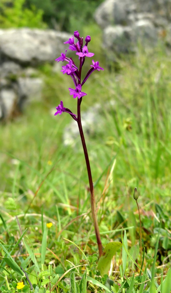 O.pauciflora, O.provincialis, O.quadripunctata, O.xcolemanii, 4 belle Orchis.